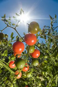 Wie lange brauchen Tomaten zum Wachsen Schneller als Sie denken.webp.webp