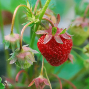 Wie man Erdbeeren in Growbags anbaut