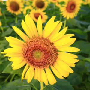 Wie man Sonnenblumen in einem Topf anbaut Smart Guide